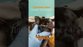 Чуча, удаление глаза