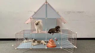 Building Prefab House Install for Pomeranian Poodle puppies & New kitten - DIY House Fun Dog Video 2