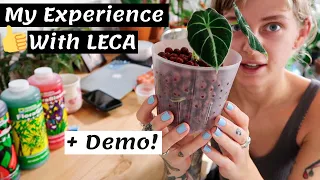 My LECA Experience/Routine/Update + A Repot 💦