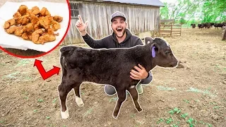 COW TESTICLE Catch Clean Cook!!! (DELICIOUS)