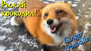 Алиса лиса. Злая лиса (Evil fox).