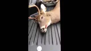 NY Bowhunting 8 Point Buck