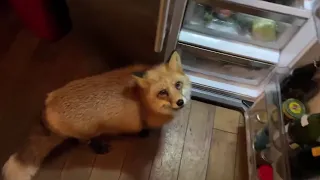 Alice the fox. The fox asks for a treat from the refrigerator.