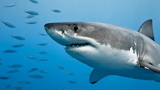 How Strong is a Great White Shark  - Unveiling the Power of the Ocean's Apex Predator - 4K