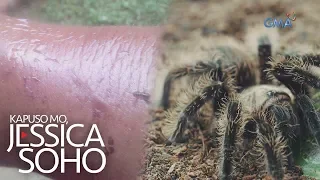 Kapuso Mo, Jessica Soho: Lalaki, namaga ang kamay matapos makagat ng tarantula!