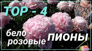 Нежно-розовые пионы / Сад Ворошиловой