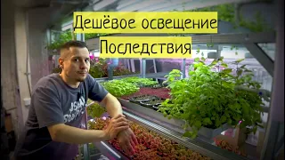 Дешёвое освещение при выращивании базилика. Последствия