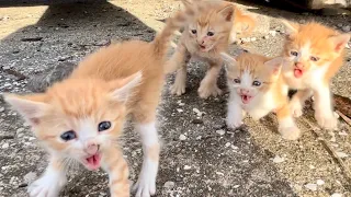 子猫達の「威嚇」…不審者扱いされました（I was threatened by a kitten．）