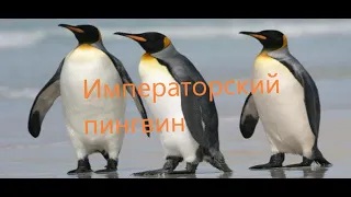 Императорский пингвин - милый пухляш