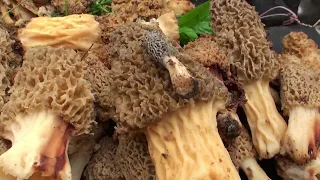 Chris Matherly Discusses Morel Mushroom Growth, and the differences between Morchella americana