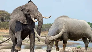Angry Elephant stabs and kills Buffalo without reason