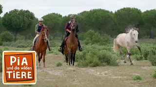 Im Sumpf der Marismeño-Pferde | Reportage für Kinder | Pia und die wilden Tiere