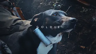 Goldie (Short film) - Messenger dogs in the World War II