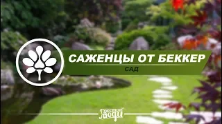 САЖЕНЦЫ ОТ БЕККЕР | УДИВИТЕЛЬНО