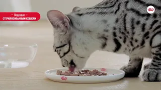 Система питания для домашних кошек от Royal Canin