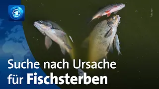 Oder: Suche nach Ursache für Fischsterben