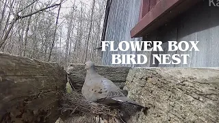 Flower box Bird nest -  Mourning Dove - Livestream  - 1 Hour - w/Mellow Music