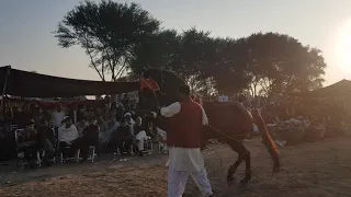 Horse dance Mela gulam shah Ghora chantha owner Syed Mahmood ul Hassan Gillani