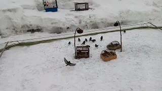 Ловля на тайник. songbird feeding! 👍