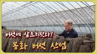 버섯에 살으리랏다! 봉화 버섯 산업 / 안동MBC 전국시대