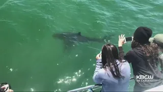 Great White Sharks Spotted Off Half Moon Bay