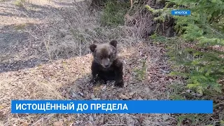 Найденный медвежонок в зоогалерее
