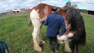 Belly Scratching Lady