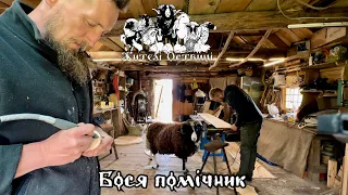 Lambs, sheep, ram helper | Animals of Ukraine