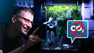 Low-Tech Nano Betta Aquarium With Floating Plants