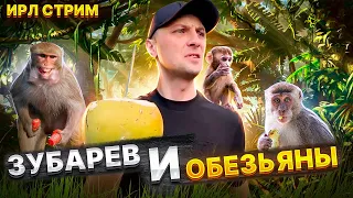 Зубарев приехал на "Остров обезьян🐒" | Обезьяна напала на меня #зубарев #китай #zubarefff #twitch