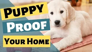 Puppy Proofing Your House - Puppy Proof For New Puppy