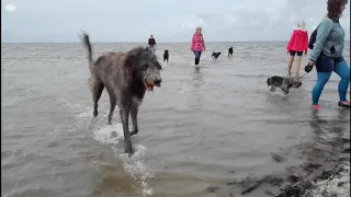 Mein Seelenhund (Irischer Wolfshund)