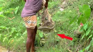 Best Net Fishing | Lot Of Fish Cathing With Cast Net | Net Fishing in the Village (Part-37)