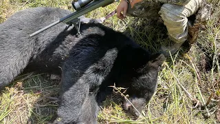 Early Season Black Bear Hunt | My First Bear | Catch Clean Cook