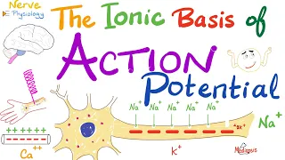 The Ionic Basis of the Action Potential | Absolute Refractory Period, Relative Refractory Period.