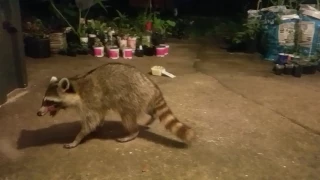 # 3 Крошка Енот пришел в гости .  Raccoon came to visit