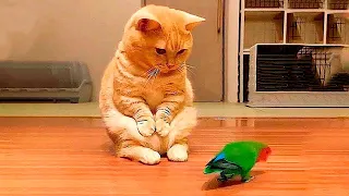 Funny animals - Funny cats / dogs - Funny animal videos 71