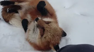 Alice the fox. Rest after digging a hole in a snowy mountain.