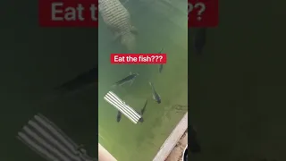 Do The Alligators Eat The Fish?! 🤔🐟🐊 #shorts #animals