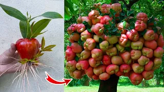 How to Grafting Rose Apple With eggs get a lot of variety in the shortest time