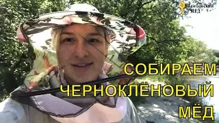 Вывоз пчёл на медосбор | Влог №2