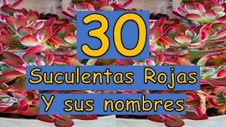 🎍 30 Suculentas Rojas y sus nombres 🎍