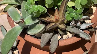 Potting Succulents And A Mexican Oregano | Kalanchoe‘s | Succulents | The Succulent Home