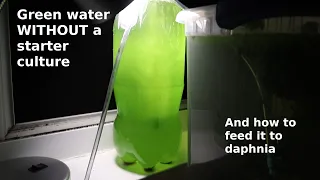 Green Water WITHOUT a Starter Culture - From Scratch - How To