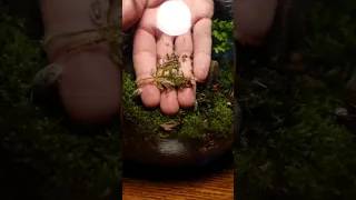 how to make a bioactive terrarium