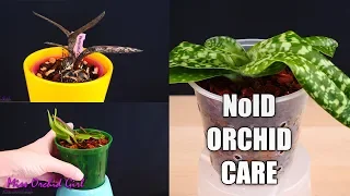 How to care for Orchids you don't know much about? - Detailed guide