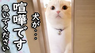 トイレから出ると猫がニャーニャー騒いでるのでついて行ってみると...