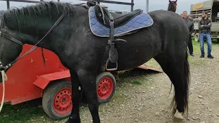 Чечня Рынок Лошадей Урусмартан. часть.1 перваяChechnya horse market part 1