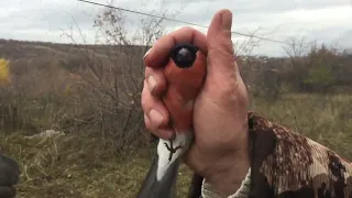 Ловля певчих птиц  ураа  попался щегол восьмирик , снегири,чижи,коноплянки 6.11.22