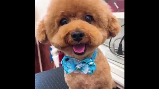 Cute Puppies In Tik-Tok